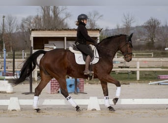 Westfaliano, Caballo castrado, 8 años, 176 cm, Castaño