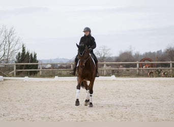 Westfaliano, Caballo castrado, 8 años, 176 cm, Castaño