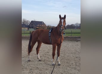 Westfaliano, Caballo castrado, 8 años, 178 cm, Alazán