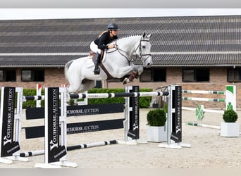 Westfaliano, Caballo castrado, 8 años, 180 cm, Tordo