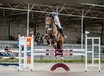 Westfaliano, Caballo castrado, 8 años, 181 cm, Castaño