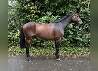 Westfaliano, Caballo castrado, 8 años