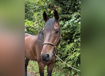 Westfaliano, Caballo castrado, 8 años
