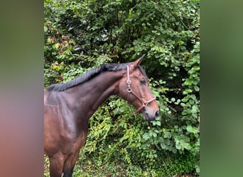 Westfaliano, Caballo castrado, 8 años