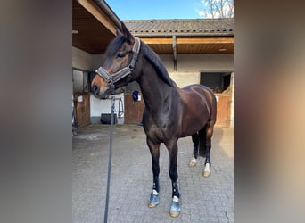 Westfaliano, Caballo castrado, 8 años, Castaño oscuro