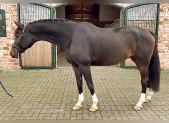 Westfaliano, Caballo castrado, 8 años, Castaño oscuro