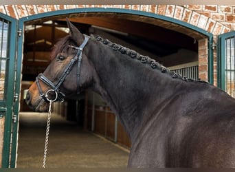 Westfaliano, Caballo castrado, 8 años, Castaño oscuro