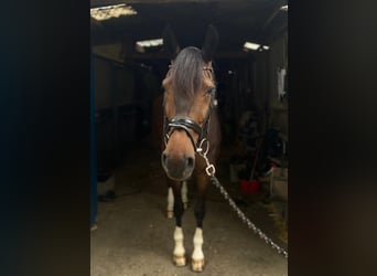 Westfaliano, Caballo castrado, 8 años, Castaño oscuro