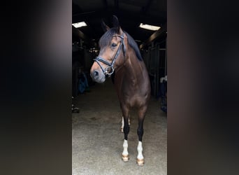 Westfaliano, Caballo castrado, 8 años, Castaño oscuro