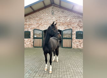 Westfaliano, Caballo castrado, 8 años, Castaño oscuro