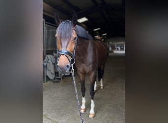 Westfaliano, Caballo castrado, 8 años, Castaño oscuro