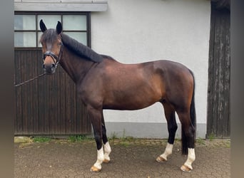 Westfaliano, Caballo castrado, 8 años, Castaño oscuro