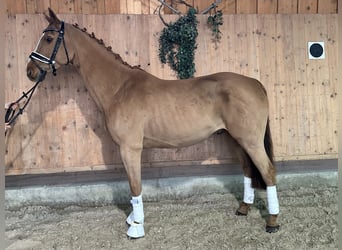 Westfaliano, Caballo castrado, 9 años, 164 cm, Alazán