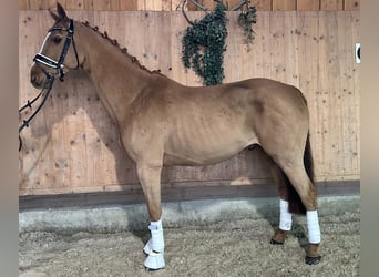 Westfaliano, Caballo castrado, 9 años, 164 cm, Alazán