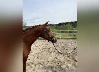 Westfaliano, Caballo castrado, 9 años, 164 cm, Alazán