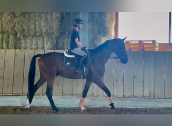 Westfaliano, Caballo castrado, 9 años, 164 cm, Castaño