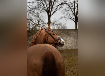 Westfaliano, Caballo castrado, 9 años, 167 cm, Alazán