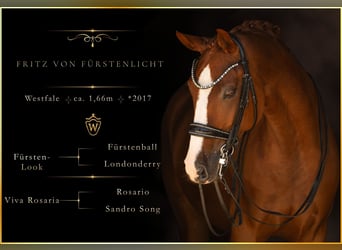 Westfaliano, Caballo castrado, 9 años, 167 cm, Alazán