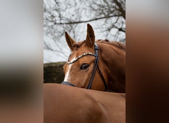 Westfaliano, Caballo castrado, 9 años, 167 cm, Alazán