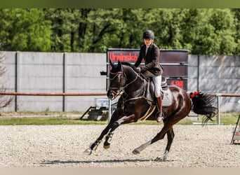 Westfaliano, Caballo castrado, 9 años, 167 cm, Negro