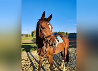 Westfaliano, Caballo castrado, 9 años, 169 cm, Castaño oscuro