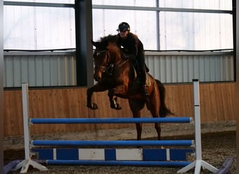 Westfaliano, Caballo castrado, 9 años, 170 cm, Castaño