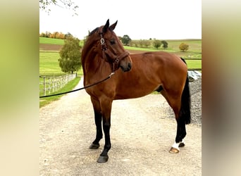 Westfaliano, Caballo castrado, 9 años, 170 cm, Castaño