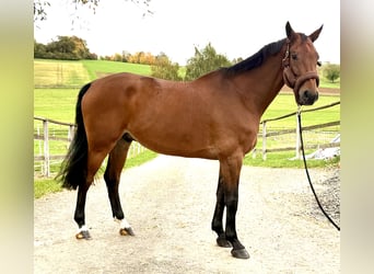 Westfaliano, Caballo castrado, 9 años, 170 cm, Castaño