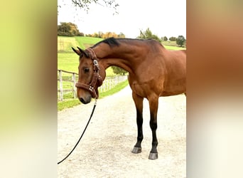 Westfaliano, Caballo castrado, 9 años, 170 cm, Castaño