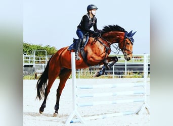 Westfaliano, Caballo castrado, 9 años, 172 cm, Castaño