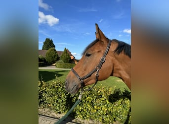 Westfaliano, Caballo castrado, 9 años, 173 cm, Castaño