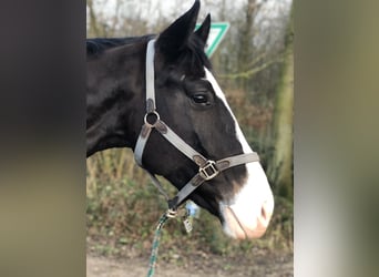 Westfaliano, Caballo castrado, 9 años, 173 cm, Castaño oscuro