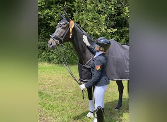 Westfaliano, Caballo castrado, 9 años, 173 cm, Castaño oscuro