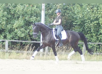 Westfaliano, Caballo castrado, 9 años, 174 cm, Negro