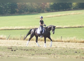Westfaliano, Caballo castrado, 9 años, 174 cm, Negro