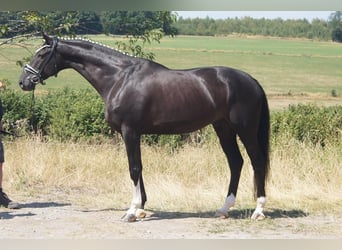 Westfaliano, Caballo castrado, 9 años, 174 cm, Negro
