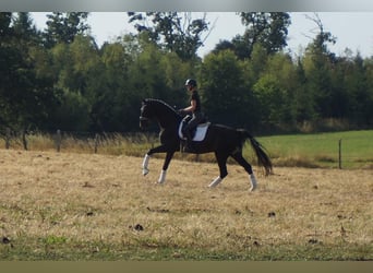 Westfaliano, Caballo castrado, 9 años, 174 cm, Negro
