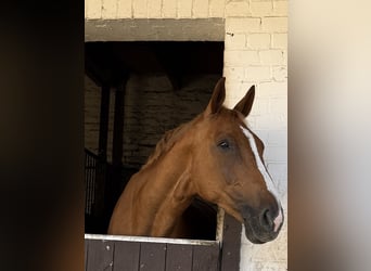 Westfaliano, Caballo castrado, 9 años, 175 cm, Alazán