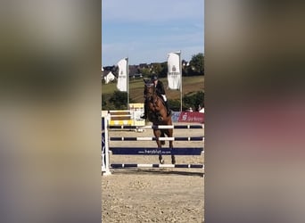 Westfaliano, Caballo castrado, 9 años, 175 cm, Castaño