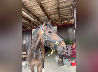 Westfaliano, Caballo castrado, 9 años, 176 cm, Castaño oscuro