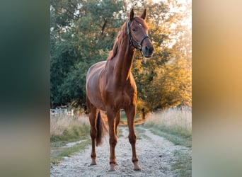 Westfaliano, Caballo castrado, 9 años, 178 cm, Alazán