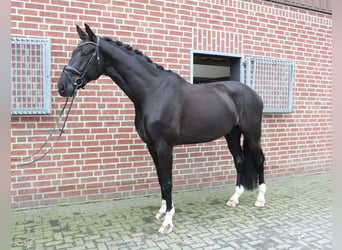 Westfaliano, Caballo castrado, 9 años, 185 cm, Morcillo