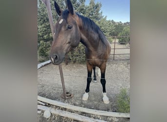 Westfaliano, Castrone, 10 Anni, 163 cm, Baio ciliegia