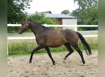 Westfaliano, Castrone, 10 Anni, 166 cm, Baio scuro