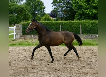 Westfaliano, Castrone, 10 Anni, 166 cm, Baio scuro