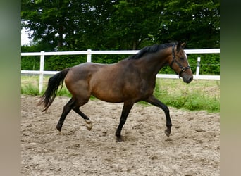 Westfaliano, Castrone, 10 Anni, 166 cm, Baio scuro