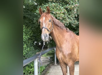 Westfaliano, Castrone, 10 Anni, 168 cm