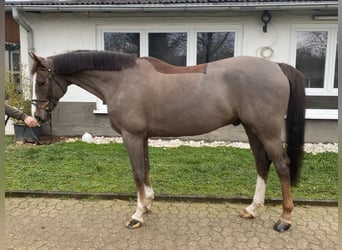 Westfaliano, Castrone, 10 Anni, 168 cm, Sauro scuro