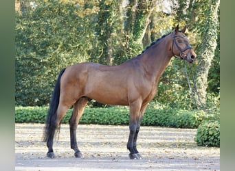 Westfaliano, Castrone, 10 Anni, 170 cm, Baio