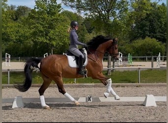Westfaliano, Castrone, 10 Anni, 170 cm, Baio